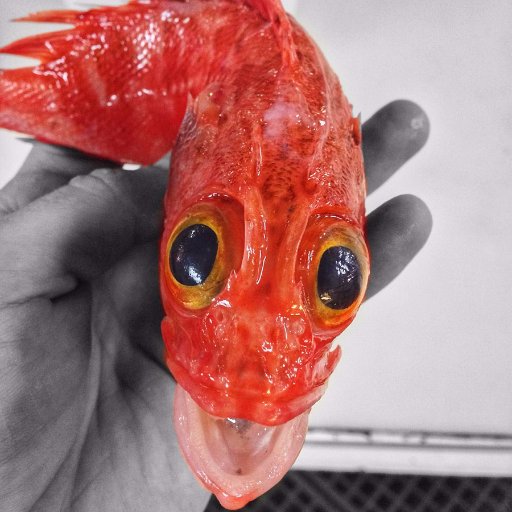 mhelmy87's profile picture. 