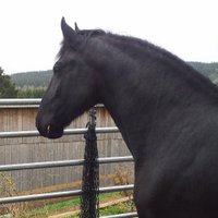 Pferdetraining - HiH (@pferdetrainingh) 's Twitter Profile
