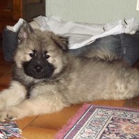 VIDOKS (@v1d0ks_vidoke69) 's Twitter Profile