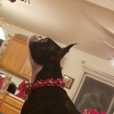 azcat59's profile picture. Love my Arizona Wildcats and Denver Broncos