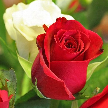 GhouroubChames's profile picture. 