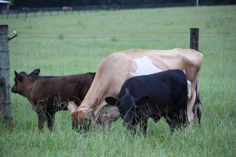 cuttincowgirl's profile picture. 