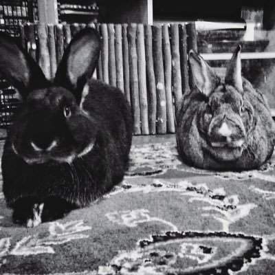 Two adopted Rabs on a bonding journey Sadly the giant rabbit, Florence, is gone