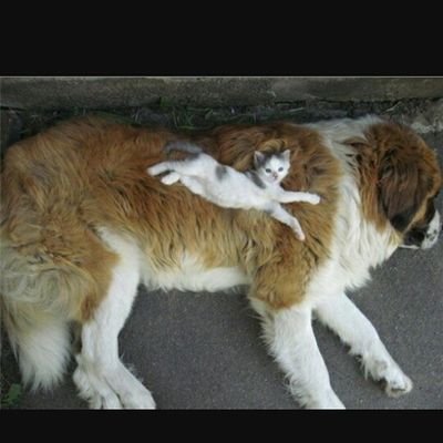 ChlorineJonea's profile picture. Hey I'm kind and I'm proud to have a dog named milo