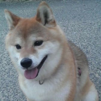 yukimori's profile picture. 最近さわっているもの→機械学習ツール全般