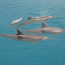 Rebecca Eldredge - @PagoBay - Twitter