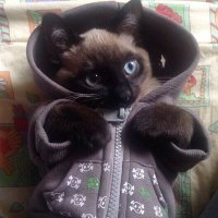 غادة الغفيلي. (@ghada_gho) 's Twitter Profile