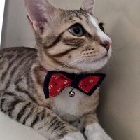Simba (@yogawithsimba) 's Twitter Profile