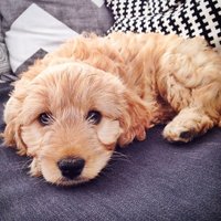 Pet Insight (@petsinsights) 's Twitter Profile