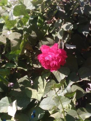 f1d709de49a346b's profile picture. sagg