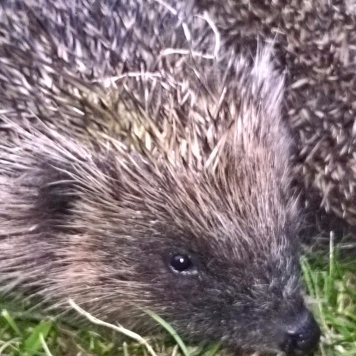 Hedgehog fosterer, and novice creator of wildlife and wildflower garden in Sheltered Housing, Blackpool. Owned by English Bull Terrier, LaceyLu. 68 yrs young.