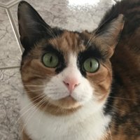 Lilly_crazyeyes (@lilly_crazyeyes) Twitter profile photo