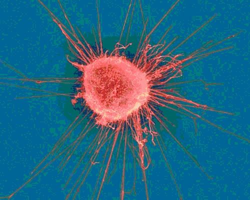 Nicolept's profile picture. 