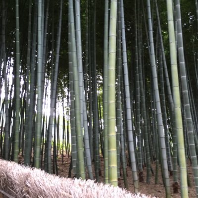 古文覚え歌bot Kobunoboeutabot Twitter
