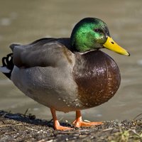 swimbird #FBPE 🇬🇧 🇫🇷 🇪🇺 (@_swimbird_) 's Twitter Profile
