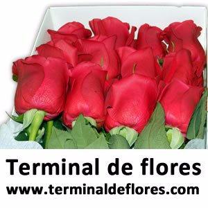 mistipedia's profile picture. arreglos de flores para boda https://t.co/KIm5RI1vDu regalar flores a domicilio plantas regalo