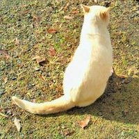 川瀬千紗(ねこ) (@tsubuyakuneko) 's Twitter Profile Photo 川瀬千紗(ねこ) (@tsubuyakuneko) 's Twitter Profile Photo