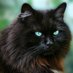 =^..^= radical cat lady =^..^= (@ecalypso) Twitter profile photo =^..^= radical cat lady =^..^= (@ecalypso) Twitter profile photo