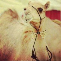 شموخ بدويه~ (@shmwkh4000) Twitter profile photo