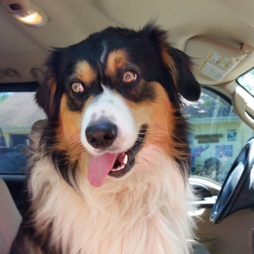 HC_Aussies's profile picture. Breeder - Australian Shepherds