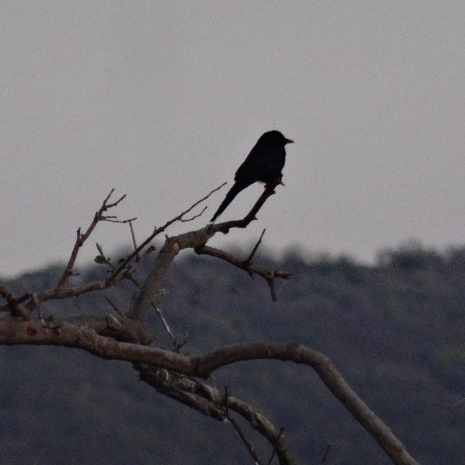 Traveler, birder, gardener, cyclist, booklover.