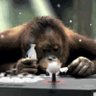 takepi1108's profile picture. ゲームだけして生きていたい