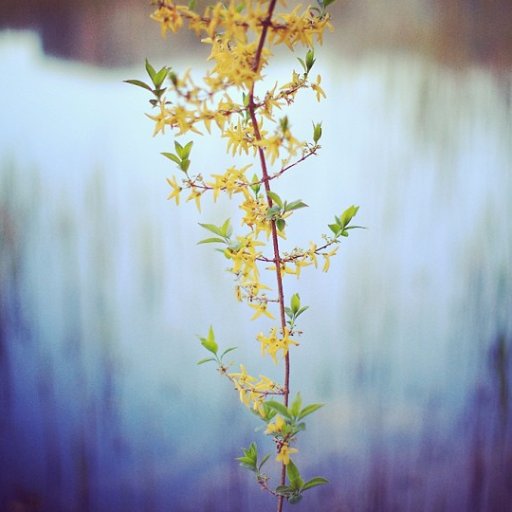 SR_Rengyo's profile picture. 나의 향아 저 멀리멀리.