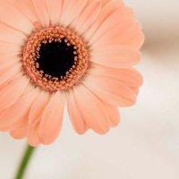 آريج (@areej91r) Twitter profile photo