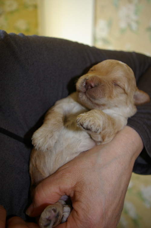 Breeders of miniature and medium and standard Australian Labradoodle Puppies in Grand Forks BC Canada