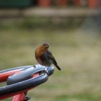 Reggie (@murdersquirrel) 's Twitter Profile