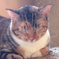 Nutmeg (@nutmegtorby) 's Twitter Profile