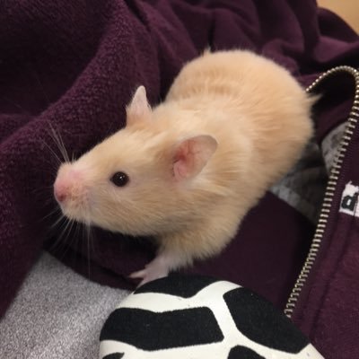 Hampster filmer