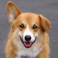 pawlitico (@pawlitico) 's Twitter Profile