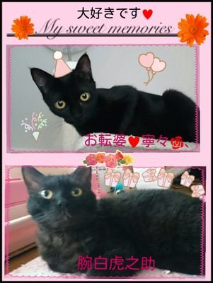 保護猫さんとの暮らしの中で、毎日 地域ねこさんのお給仕やお掃除に奔走中。TNRも個人活動で少しずつ自分に出来る限り コツコツと続けています🤗
個人的に不可思議と云われる心霊系の中に潜む心の優しさに惹かれ、謎の検証等にも(自分は霊感無いのデスガꉂ😆𐤔)真剣に見入ります。