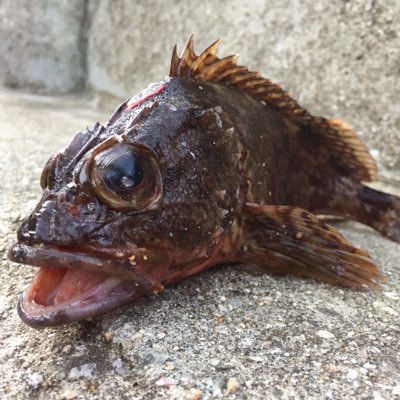 ガシラ 釣り垢 Ogashigashi3366 Twitter