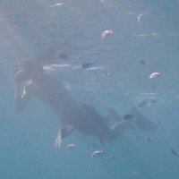 D@ck (@hirahira_dack) 's Twitter Profile