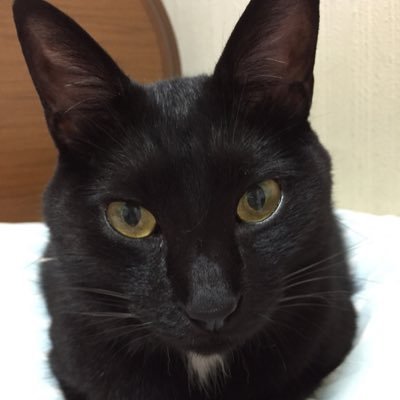 URI_BON's profile picture. 2016.11.5～2024.1.8きなこ(茶白 ♀2014冬〜春頃生まれ 元外猫りんご猫 19.3月から慢性腎臓病闘病) 11.13 あんこ(パステル三毛 ♀2016.8月生まれ 元外猫３本足)2017.4.16 うどん(キジ白 ♂2016.5月生まれ 元外猫 ヘタレ)を迎えました。 アイコンは実家猫ボン♂です。