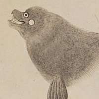 極東の珍獣 (@ashikagunso) 's Twitter Profile Photo