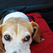 Loving beagle of @shique