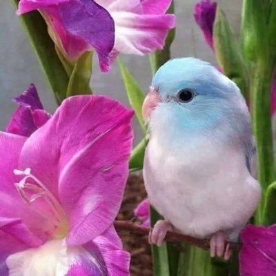 CheriBeri99's profile picture. Retired conservative