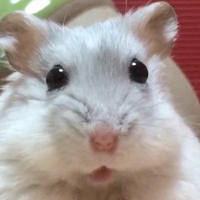 トロさんのプロフィール画像