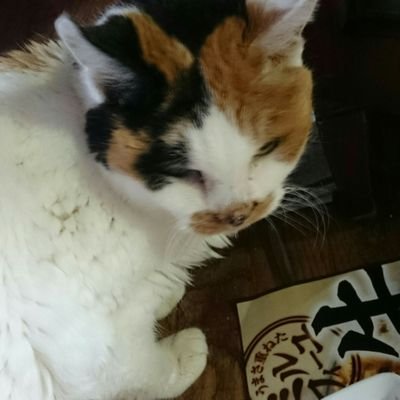 yukka0909's profile picture. HR/HM ロックと猫を愛する猫体質人間 ＪＰ🇯🇵