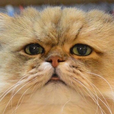 ふーちゃん ねこ休み展 Foochan0711 Twitter