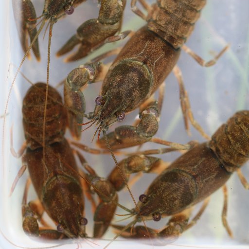 Research Curator of Non-molluscan Invertebrates @naturalsciences🦞 🪱 🧬 etc. IG:@bwwilliamslab #1001jars @bwwilliams.bsky.social