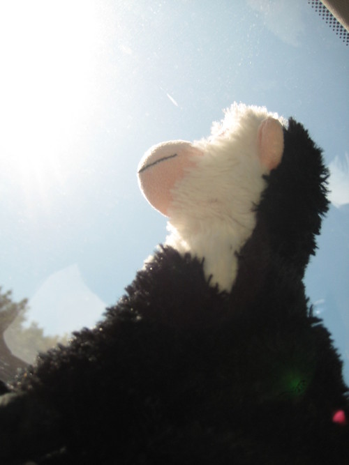 kazcory's profile picture. 