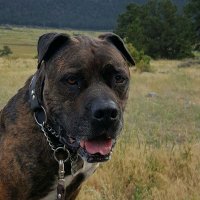 Push Ups n Paws (@pushupsnpaws) 's Twitter Profile