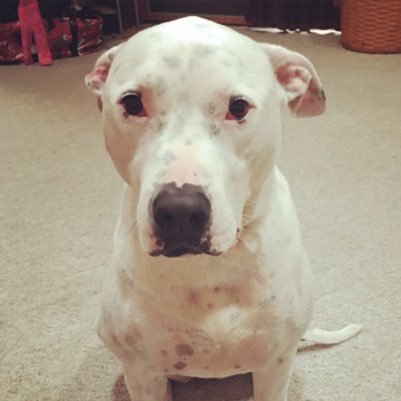 My name is Lily and I'm a rescued deaf pit with a pitiful look, but I'm well cared for a loved dearly. 💕 #deafdog #pitifulpit #melancholylily