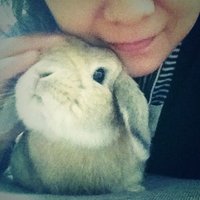 NAO☆うさぎ'N本舗 (@naousagi) 's Twitter Profile