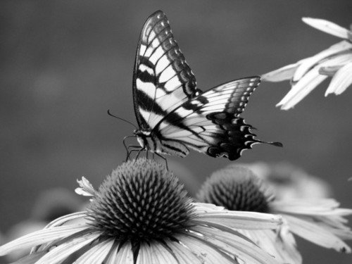 _bettervibes_'s profile picture. I write