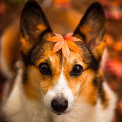 心が落ち着く犬動画 Inu Kokoro Twitter